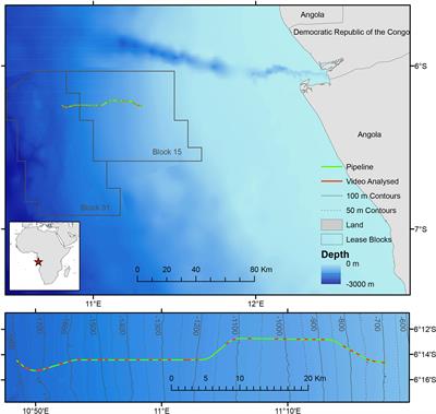 Short-Term Response of Deep-Water Benthic Megafauna to Installation of a Pipeline Over a Depth Gradient on the Angolan Slope